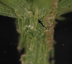 Attēlu rezultāti vaicājumam “Chara intermedia female”