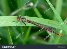 Attēlu rezultāti vaicājumam “Pyrrhosoma nymphula”