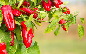 Afbeeldingsresultaat voor long red marconi sweet pepper