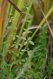 Attēlu rezultāti vaicājumam “Galium elongatum leaf”