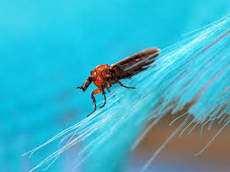 Attēlu rezultāti vaicājumam “Bibionidae female”