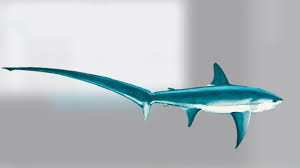 Image result for Chichester Sharks