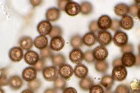 Attēlu rezultāti vaicājumam “Lamproderma pulchellum macro”