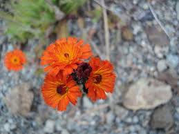 Attēlu rezultāti vaicājumam “Hieracium murorum flower”