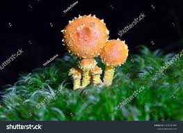 Attēlu rezultāti vaicājumam “Pholiota flammans”