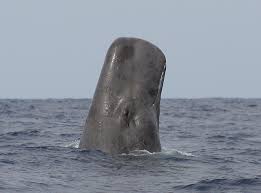 Image result for Physeter macrocephalus