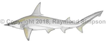 Image result for Sphyrna media