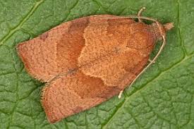 Attēlu rezultāti vaicājumam “Pandemis heparana”