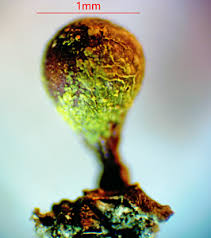 Attēlu rezultāti vaicājumam “Trichia botrytis var. cerifera spores”