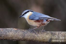 Image result for Sitta europaea