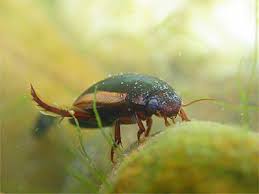 Attēlu rezultāti vaicājumam “Ilybius sp.”