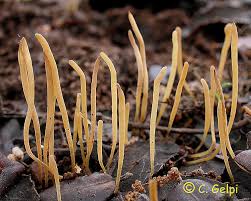 Attēlu rezultāti vaicājumam “Macrotyphula juncea”