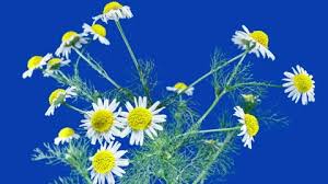 Attēlu rezultāti vaicājumam “Tripleurospermum inodorum flower”