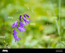 Attēlu rezultāti vaicājumam “Campanula rapunculoides”