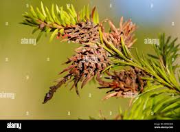 Attēlu rezultāti vaicājumam “Adelges laricis”