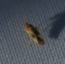 Attēlu rezultāti vaicājumam “Psallus sp.”