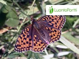 Attēlu rezultāti vaicājumam “Argynnis niobe underside”