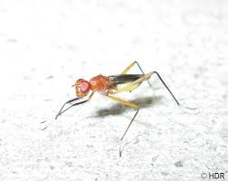 Attēlu rezultāti vaicājumam “Micropezidae”