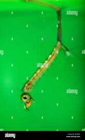 Attēlu rezultāti vaicājumam “Culex pipiens larva”