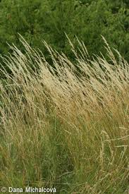 Attēlu rezultāti vaicājumam “Arrhenatherum elatius”