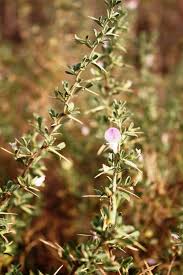 Attēlu rezultāti vaicājumam “Ononis arvensis bud”