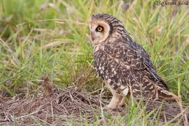 Attēlu rezultāti vaicājumam “Asio flammeus”