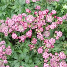 Attēlu rezultāti vaicājumam “Astrantia major fruit”