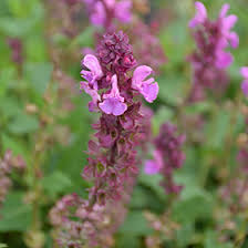 Attēlu rezultāti vaicājumam “Salvia nemorosa leaf”