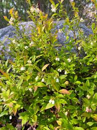 Attēlu rezultāti vaicājumam “Vaccinium angustifolium”
