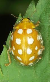 Attēlu rezultāti vaicājumam “Halyzia sedecimguttata”