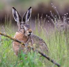 Attēlu rezultāti vaicājumam “Lepus europaeus”