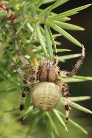 Attēlu rezultāti vaicājumam “Araneus quadratus”