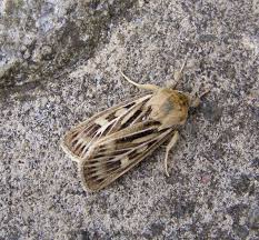 Attēlu rezultāti vaicājumam “Cerapteryx graminis”