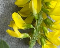 Attēlu rezultāti vaicājumam “Melilotus”