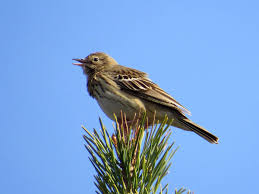 Attēlu rezultāti vaicājumam “Anthus trivialis adult”