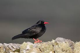 Image result for Pyrrhocorax pyrrhocorax