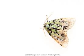 Attēlu rezultāti vaicājumam “Moma alpium”