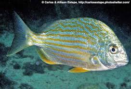 Image result for Archosargus rhomboidalis