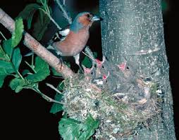 Attēlu rezultāti vaicājumam “Fringilla coelebs nest”