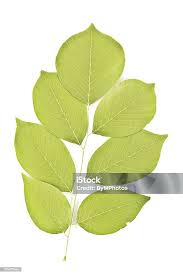 Attēlu rezultāti vaicājumam “Cladrastis kentukea leaf”