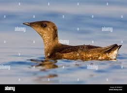 Image result for Brachyramphus perdix