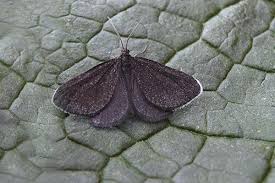 Attēlu rezultāti vaicājumam “Odezia atrata”