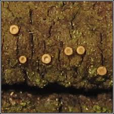 Attēlu rezultāti vaicājumam “Coenogonium pineti”