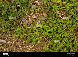 Attēlu rezultāti vaicājumam “Herniaria glabra flower”