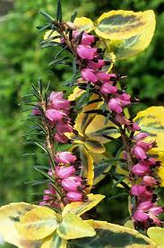 Attēlu rezultāti vaicājumam “Erica x darleyensis flower”