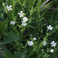 Attēlu rezultāti vaicājumam “Stellaria holostea leaf”