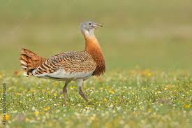 Image result for Otis tarda