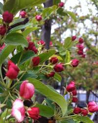 Attēlu rezultāti vaicājumam “Malus x zumi”