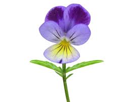 Attēlu rezultāti vaicājumam “Viola tricolor subsp. matutina flower”