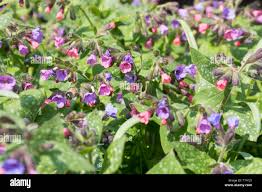 Image result for Lungenkraut